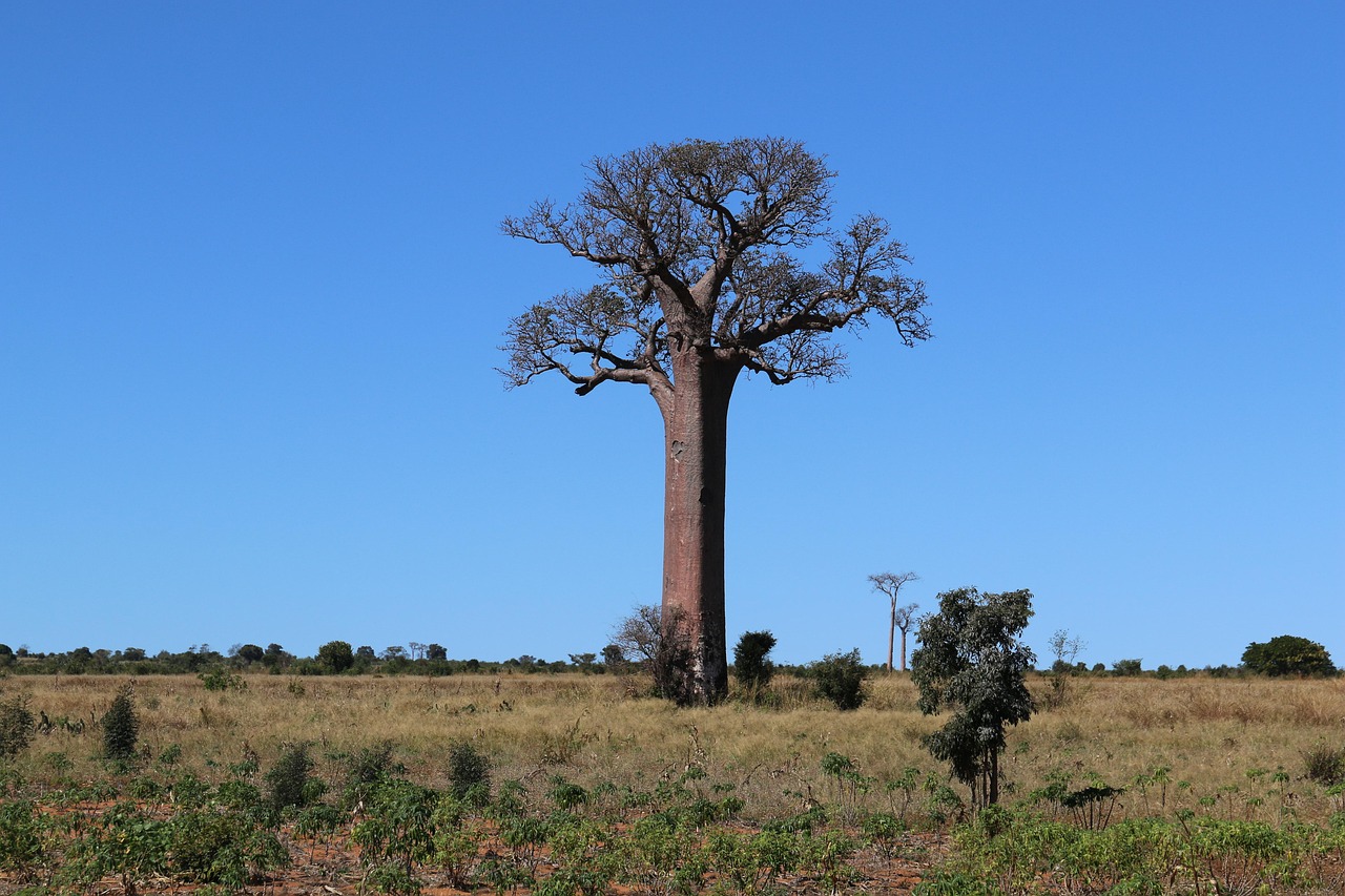 Baobab-Baum Düren Baobab-Baum Düren