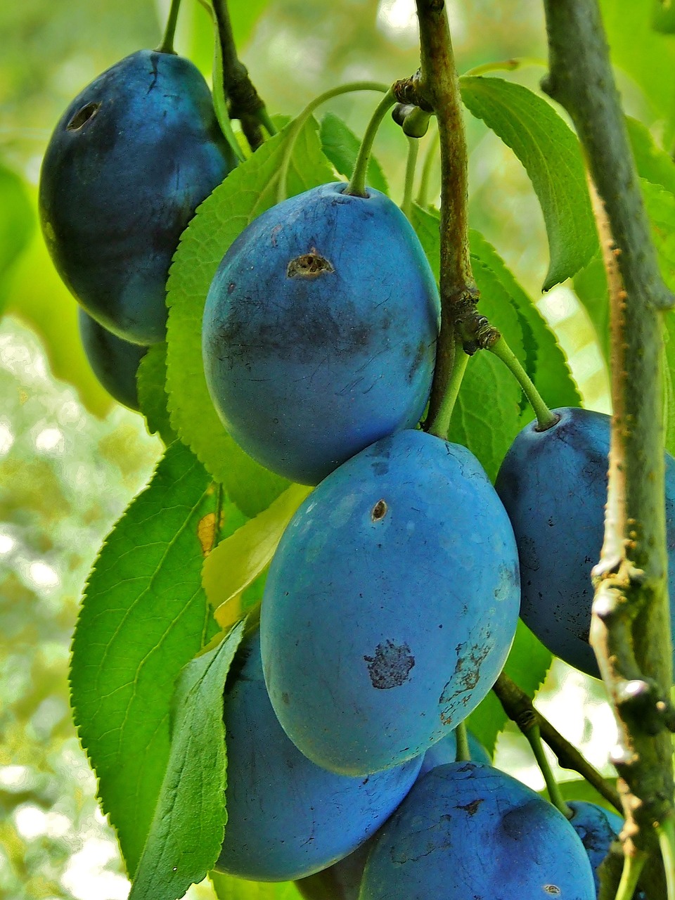 Dörrpflaumen Düren Dörrpflaumen Düren