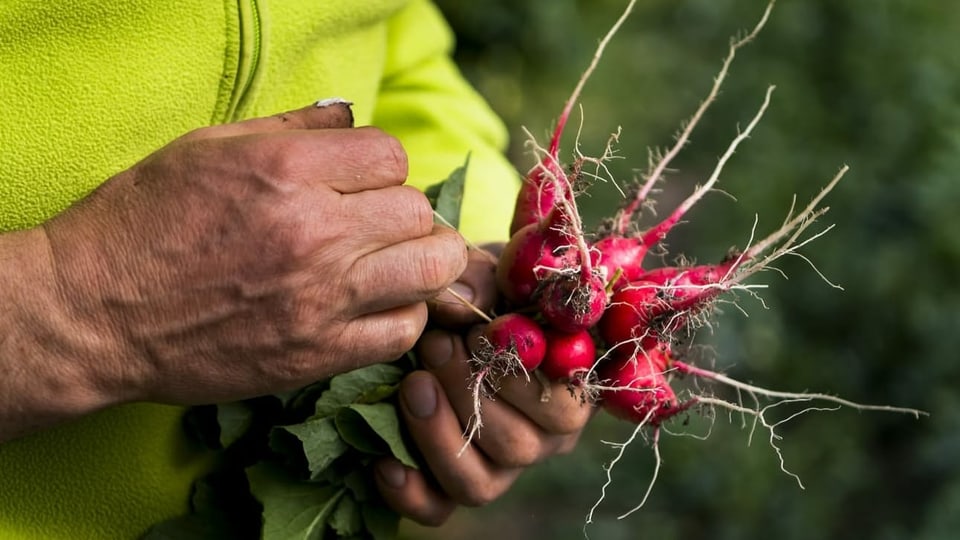 Gesunde Ernährung Praxis für ganzheitliche biologische Ernährungsberatung Düren Gesunde Ernährung Praxis für ganzheitliche biologische Ernährungsberatung Düren