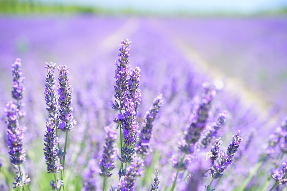 Heilkräutertherapie Düren - Praxis für Naturheilmittel und Pflanzenberatung. Heilkräutertherapie Düren - Praxis für Naturheilmittel und Pflanzenberatung.